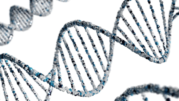 Antibody sequencing services