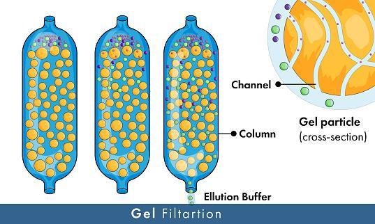 polyclonal antibody production, Protein Production