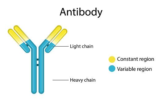 How is an antibody made