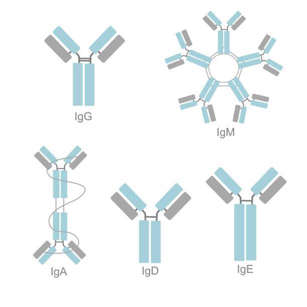 elisa test, what is elisa test