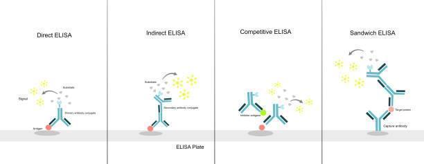 how does the elisa test work, what is an elisa test