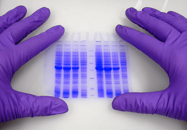 solid phase peptide synthesis