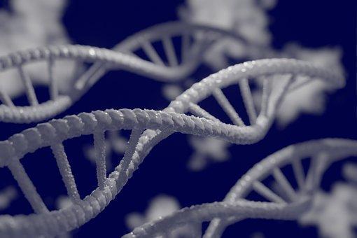 production of antibodies, production of monoclonal antibodies